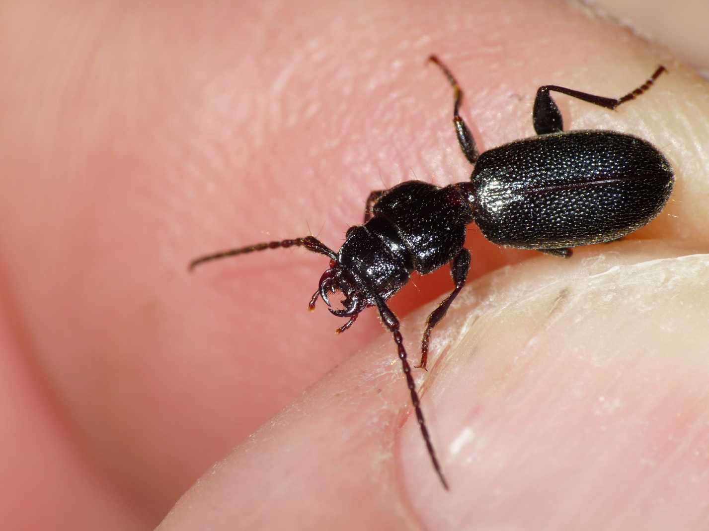 Siagona (?) minuscola